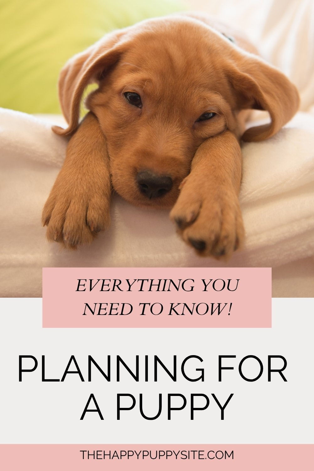 photo of a sleeping puppy on a pink background with text overlay that reads: Planning for a puppy - everything you need to know