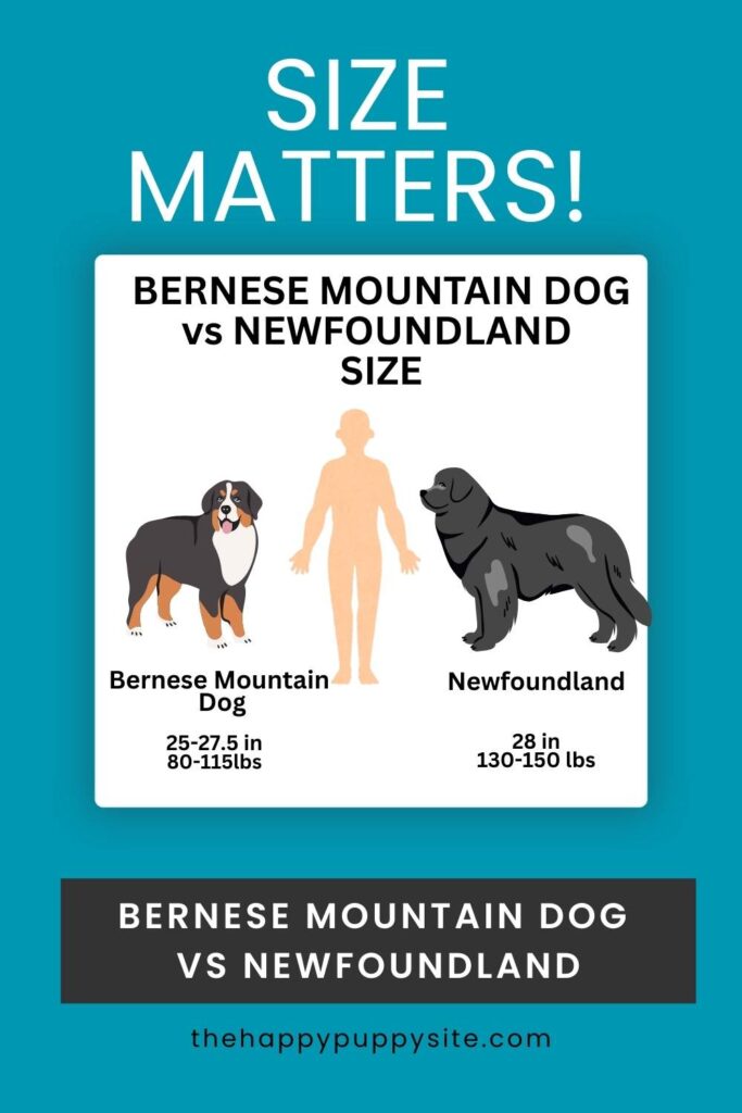 graphic showing size difference between berner and newfie dogs with a human silhouette for comparison