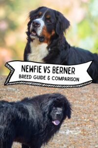 photo of a bernese mountain dog above a photo of a newfoundland