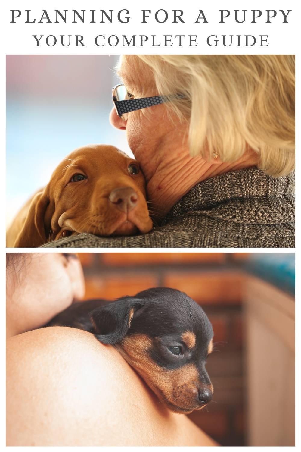 Planning for a puppy your complete guide - web photos of new puppies