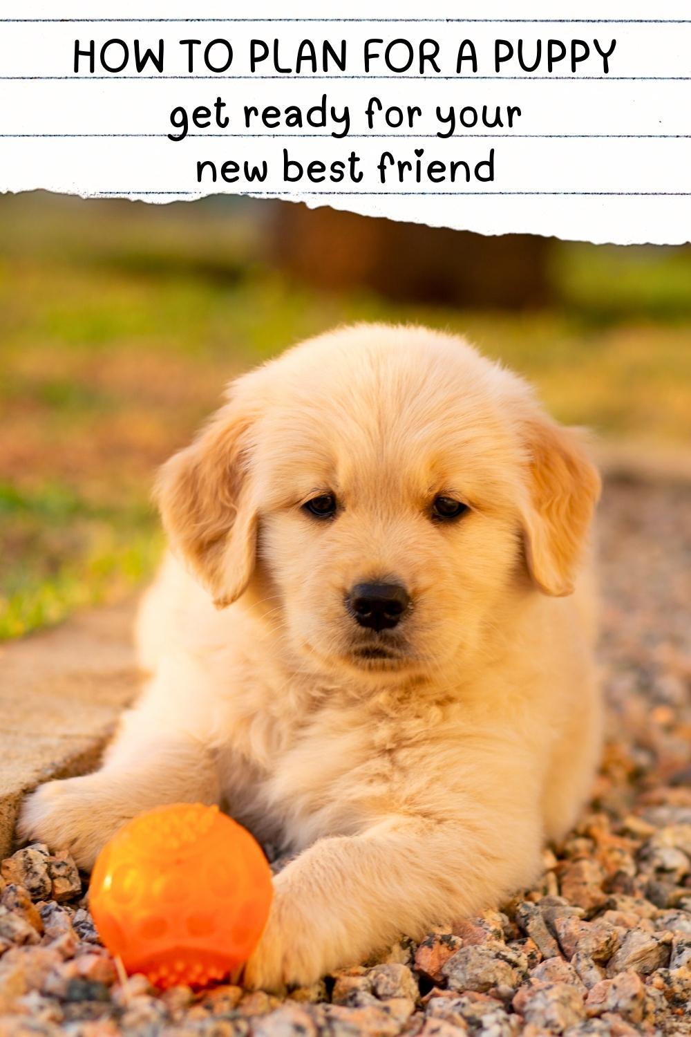 How to plan for a puppy get ready for your new best friend - web photo of a cute golden retriever puppy with text overlay that reads: How To Plan For A Puppy