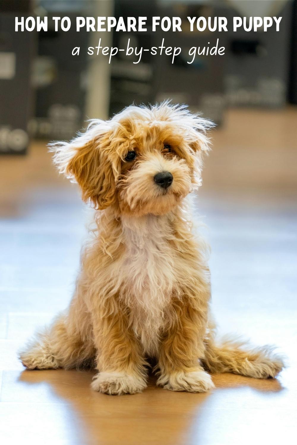 How to prepare for your puppy a step-by-step guide - web Photos of a cute long haired puppy sitting on a polished floor
