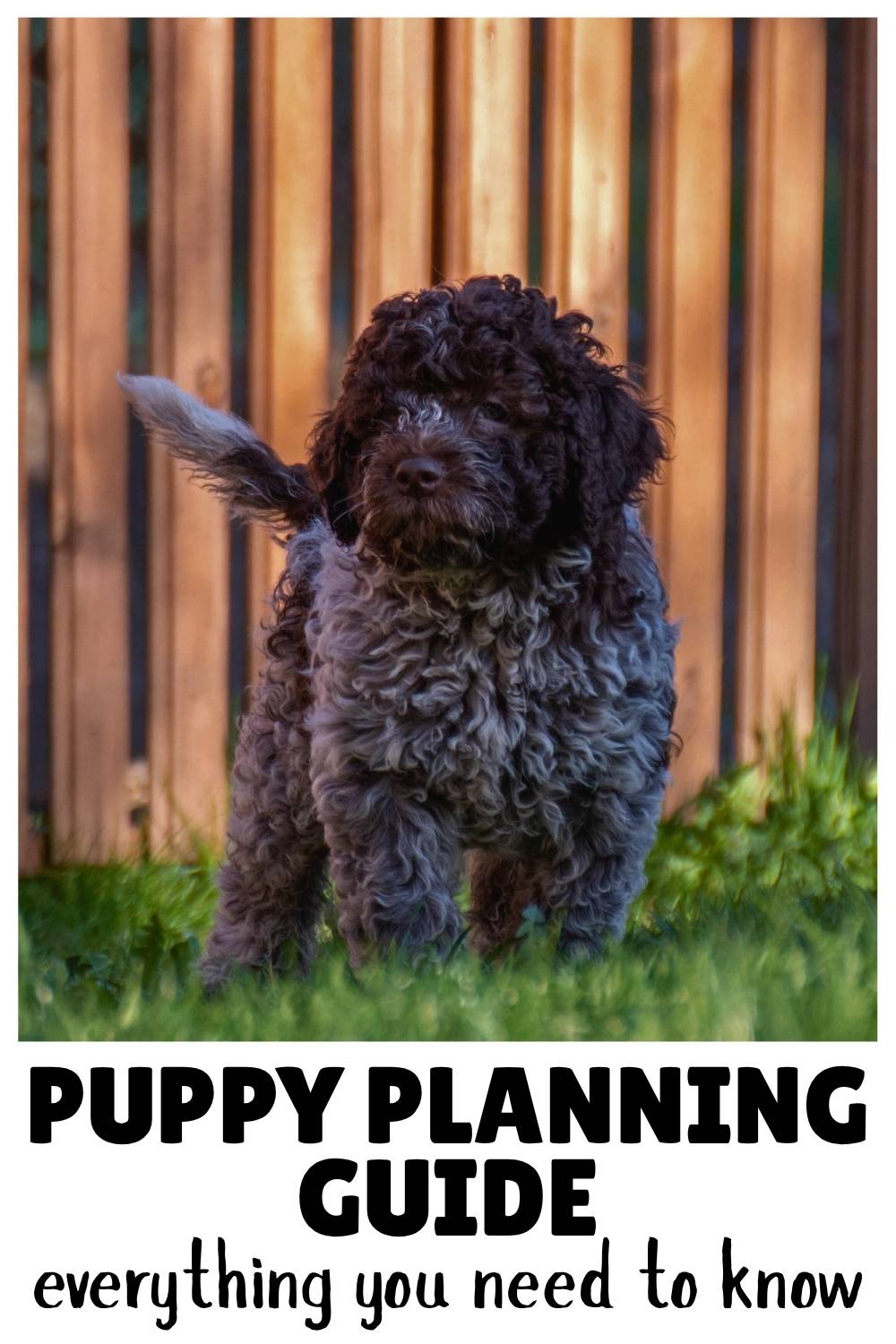 Puppy planning guide everything you need to know - web photo of a black poodle puppy in a garden