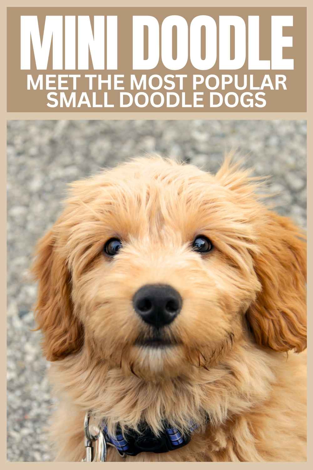 MINI DOODLE web photo of a mini goldendoodle