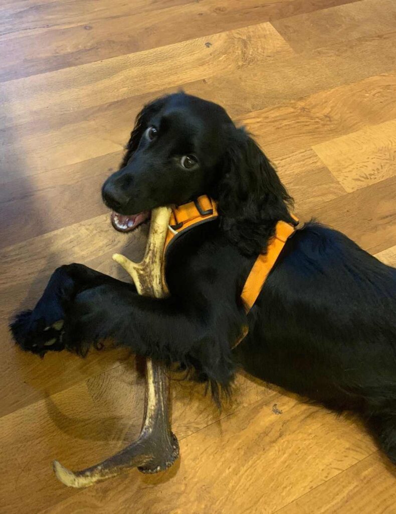 spaniel chewing antler