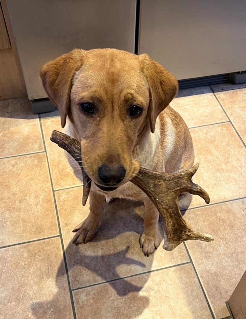 labrador holding large antler chew