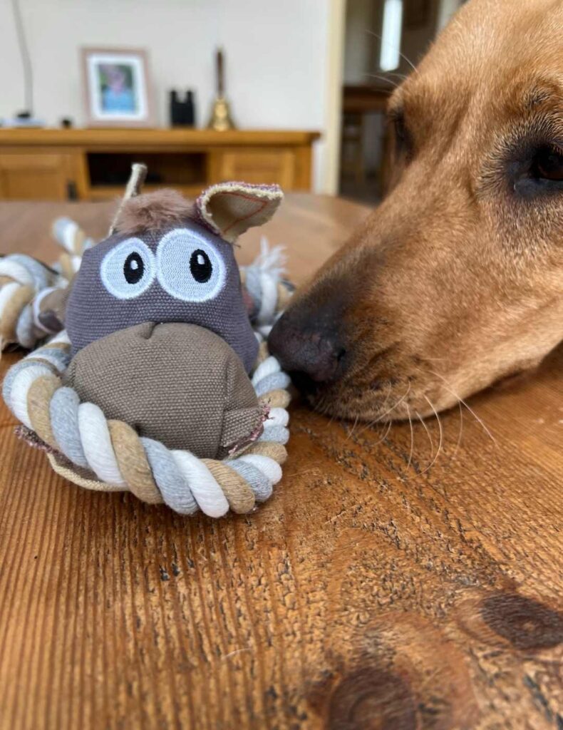 labrador looking at donkey tug toy