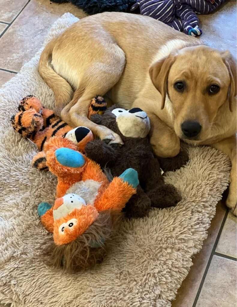 labrador with knots toys