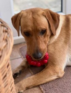 Labrador Bonnie with Kong Ring