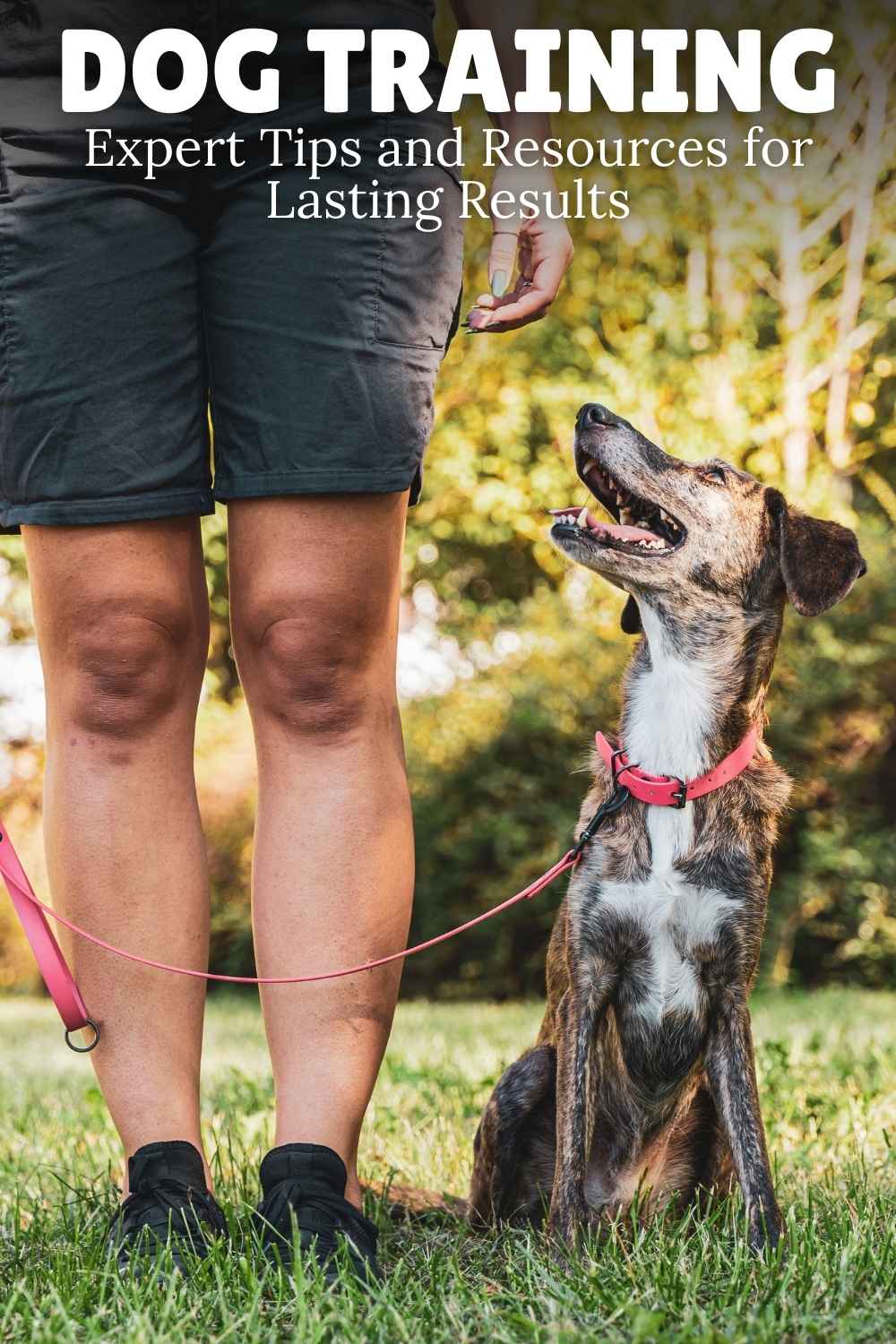 Dog Training – Expert Tips and Resources for Lasting Results - web photo of a dog sitting next to a person's legs and looking up at them
