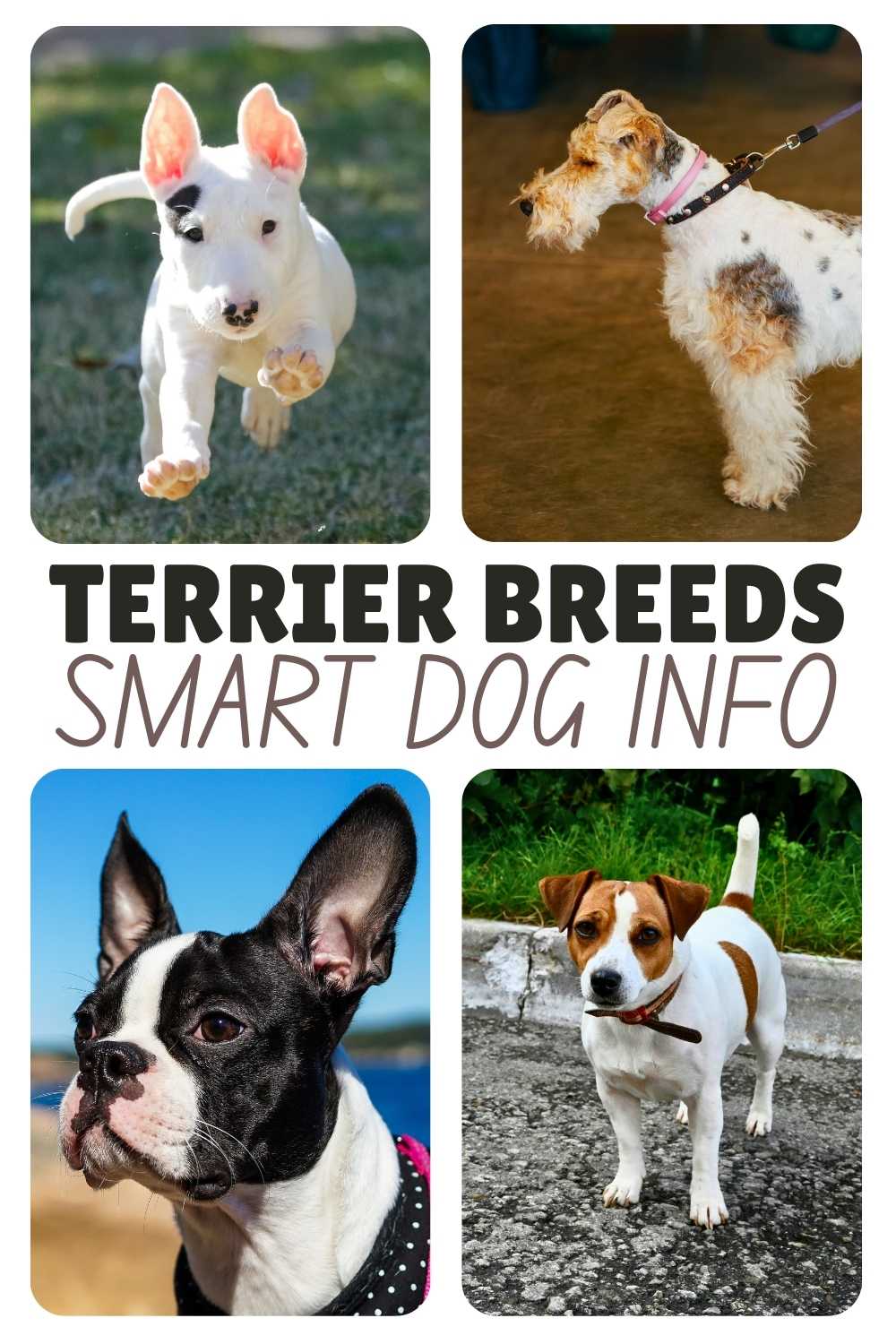 four photos of different terrier breeds
